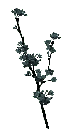 Cherry Blossom - flower - Transparent Layer PNG - Pic 1