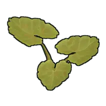 Clover - Free PNG - ecology
