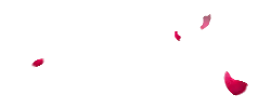 Pink Petals - Recommended PNG - lightweight
