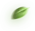 Leaf - Transparent Background PNG - Highly Rated PNG