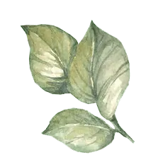 Leaf - Free PNG - art
