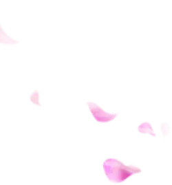 Pink Petals Falling - beautiful - petal - No Watermark PNG