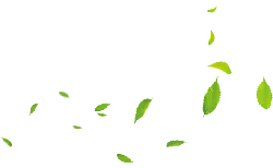 Leaves Falling - green - autumn - No Background PNG