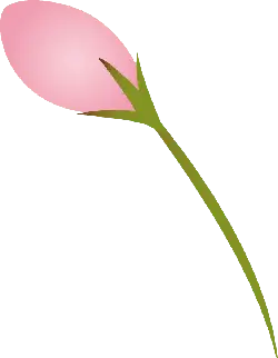Pink Flower - Free Download PNG - pink