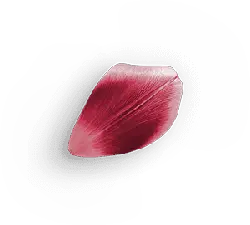 Petal - leaf - flower - High Resolution PNG