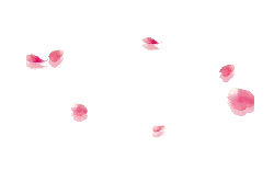 Petals - rose - PNG Images