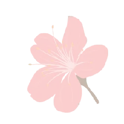 Cherry Blossom - Curated PNG - Free PNG