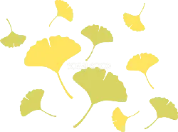 Ginkgo Leaf - art - High Resolution PNG