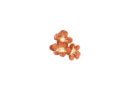 Cherry - sweet - No Watermark PNG