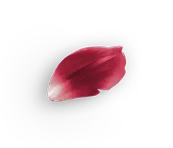 Petal - leaf - nature - Lossless PNG