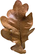 Oak Leaf - nature - PNG