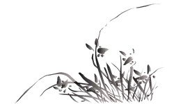Snowdrop - Transparent Background PNG