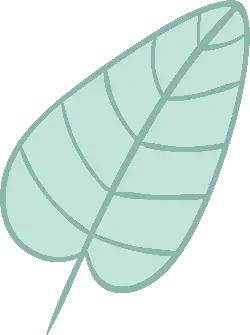 Leaf - High Quality PNG - life
