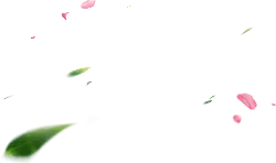 Cherry Blossom Petals Falling - petal - falling - Lossless PNG