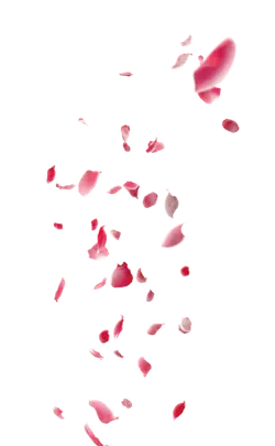 Pink Petals - romantic - Recommended PNG