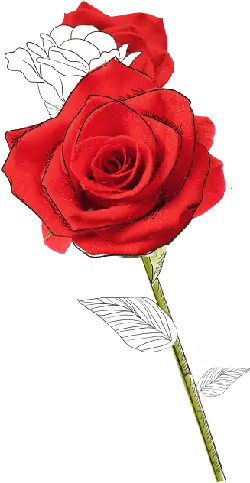Rose - line art - PNG Images