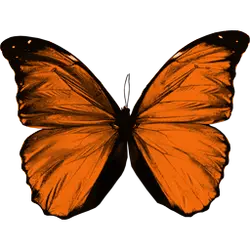Orange Butterfly - orange - Lossless PNG