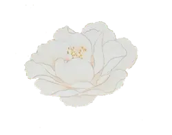 White Flower - beautiful - High Quality PNG