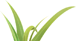 Green Plant - growth - High Resolution PNG