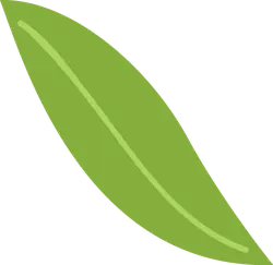 Leaf - Highly Rated PNG - High Download Count PNG
