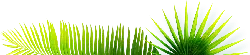 Palm Leaf - High Download Count PNG - Recommended PNG
