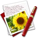 Sunflower - High Resolution PNG - nature