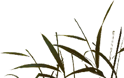 Golden Plant - leaves - PNG Images
