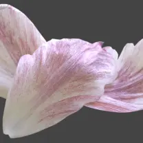 Peach Petal - petal - High Resolution PNG