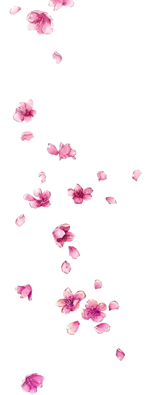 Pink Cherry Blossom Petals - Free for Commercial Use PNG