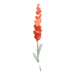 Red Flower - plant - painting - High Resolution PNG