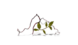 Vine Plant - nature - PNG Images