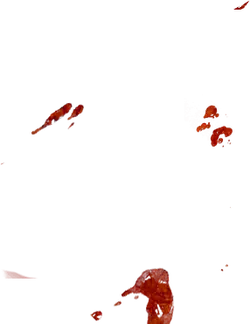 Red Flowers - beautiful - High Resolution PNG