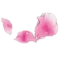 Pink Petals - flower - beautiful - Transparent Layer PNG