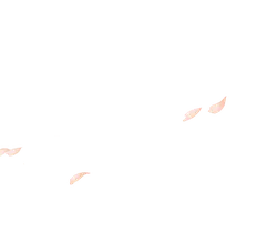 Cherry Blossom Petals Falling - petal - Fast Download PNG
