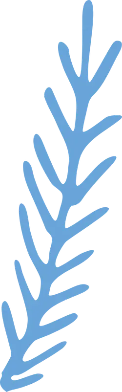 Feather - decorative - High Resolution PNG