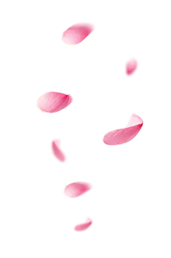 Pink Petals - falling - Popular Download PNG