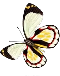 Papilio memnon - insect - Papilio memnon - Free PNG