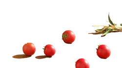 Tomato - circular - No Background PNG