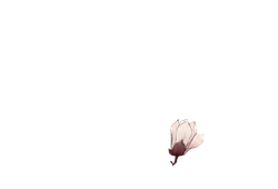Magnolia - High Quality PNG - white