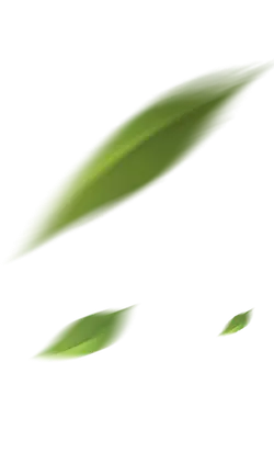 Green Leaves - plant - High Download Count PNG