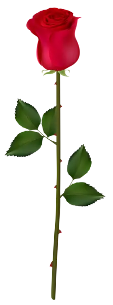 Red Rose - Free Download PNG - gift