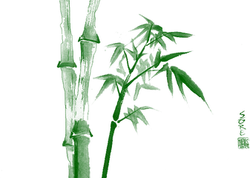 Bamboo - bamboo stalks - PNG Images