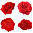 Rose - plant - High Resolution PNG