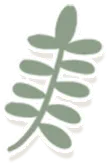 Leaf - leaf - Free PNG