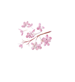 Pink Cherry Blossom Branch - nature - spring - Lossless PNG