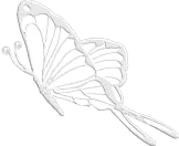 Butterfly - insect - white - Free Download PNG