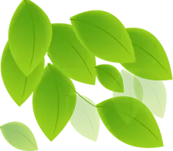 Green Leaves - Highly Rated PNG - Designer's Pick PNG