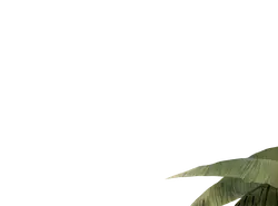 Green Leaves - growth - High Resolution PNG