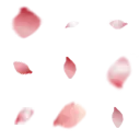 Petals - nature - blurry - High Resolution PNG