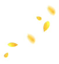 Yellow Leaves - falling leaves - No Background PNG